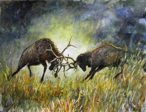 2004-05-Dueling Elk