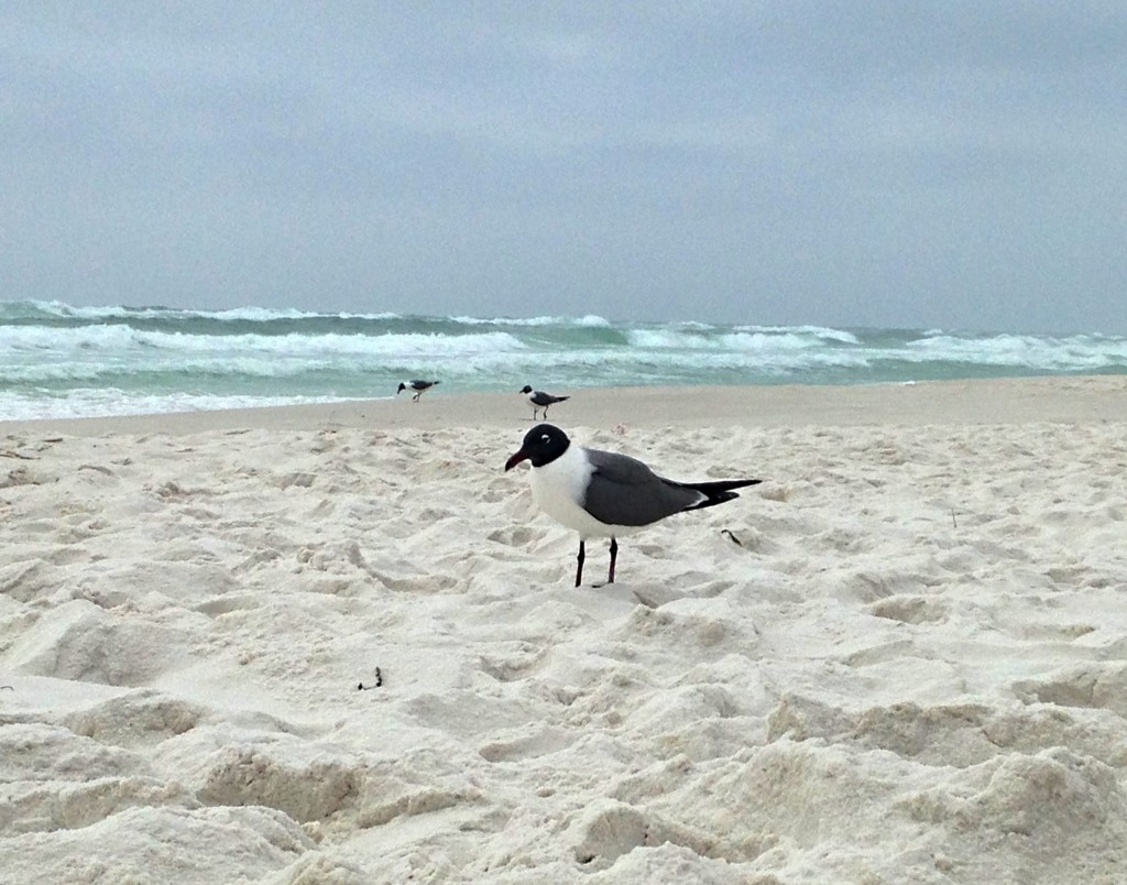 2016-03-24 perdido key 4